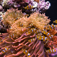 AI Plans's profile picture