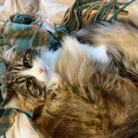 Kamia Salango's profile picture