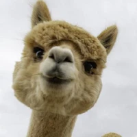 sb's profile picture