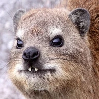 Sebastian Swanson's profile picture